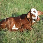 Braford Kalfie in die veld by Standerton