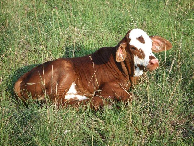 Braford Kalfie in die veld by Standerton