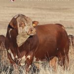 Braford Cattle South Africa - Newsletter, November 2023