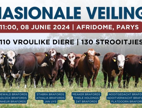SA Braford 10th National Auction - 8 June 2024 SA Braford 10th National Auction - 8 June 2024
